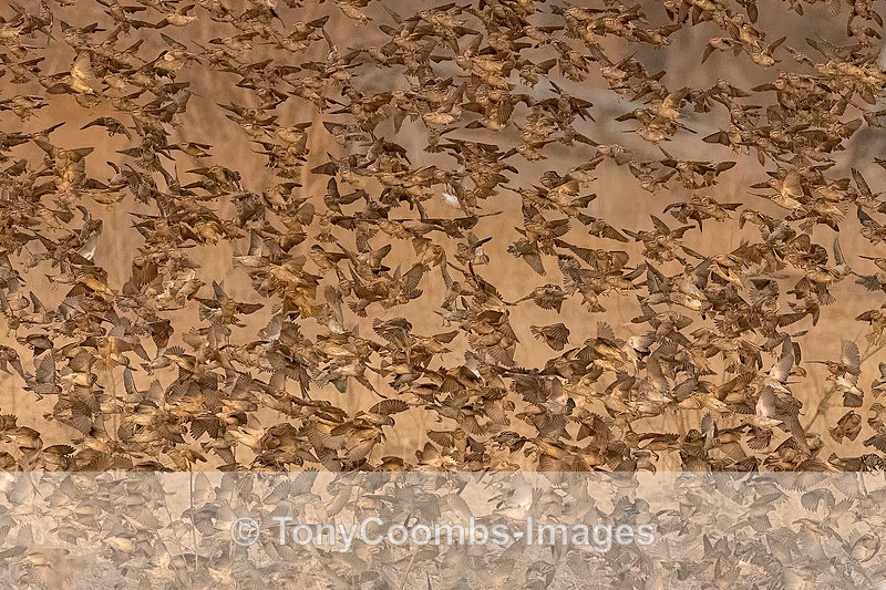 Red-billed Quelea flight - Mana Pools ~ The Birds