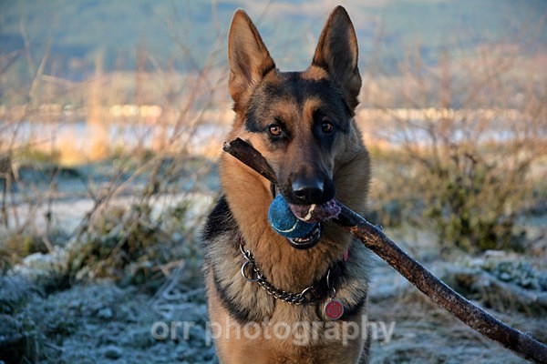 Tess - Dogs