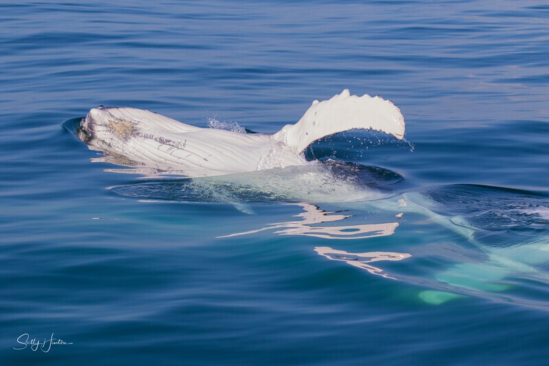 0A3A7608 Baby Wave 2 - Humpback Whales