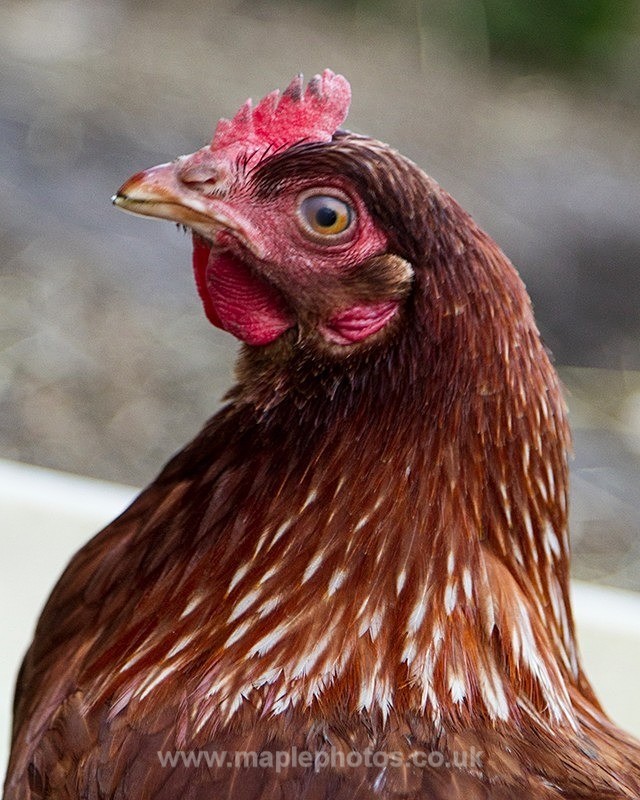 Little Red Hen - Birds