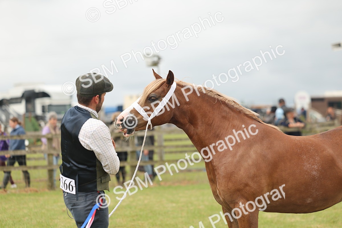 SBM_04990 - Class 50-57 - M&M Welsh Pony In Hand