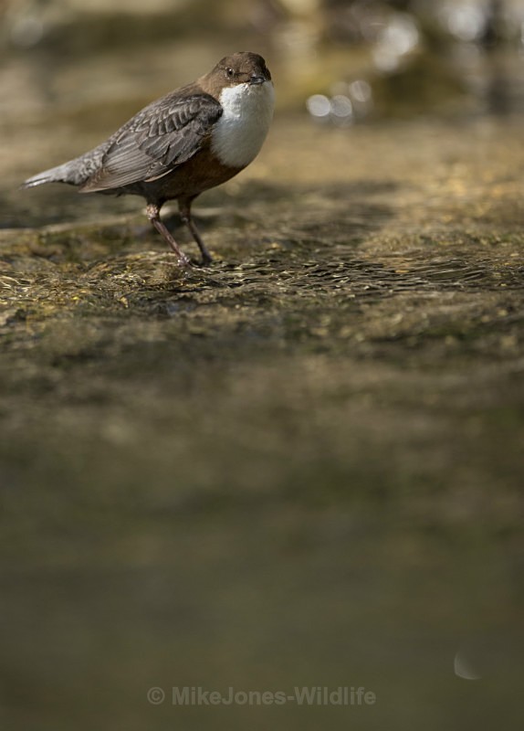 Dippers, North Wales - DIPPERS