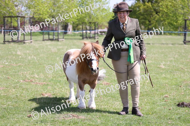 20250427-3026 - Class 27 - Coloured Horse and Pony