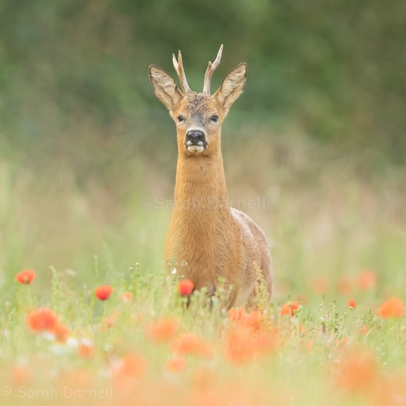 Poppy Roe SD2537 - Greeting Cards