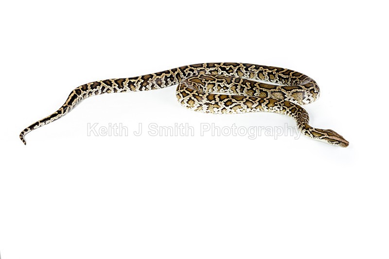 1SKJ7321 - Roaming Reptile Show