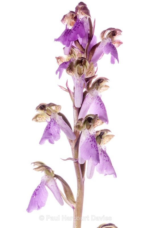  - WB: Orchids - Orchis