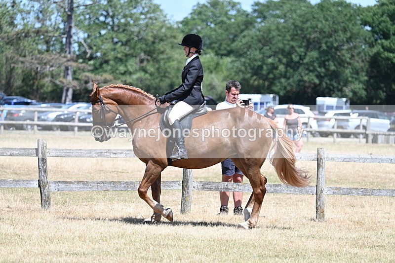 WJ7_2802 - Class 7 Riding Club Show Horse