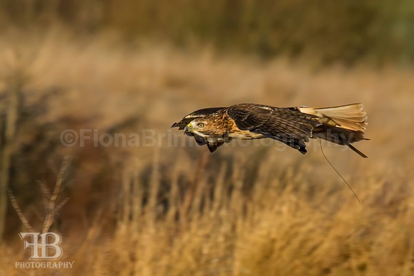 wow-19 - Birds of Prey