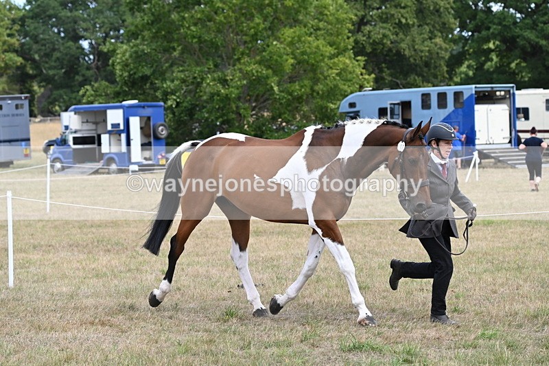 WJ6_6002 - Class 19 In-hand Veterans (Uploaded correct folder)