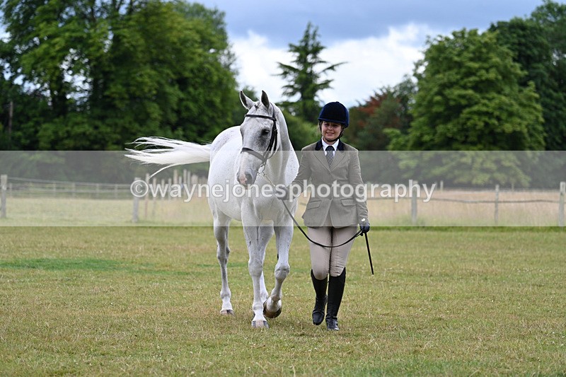 WJ7_6977 - Class 5a Most Handsome Gelding in Hand