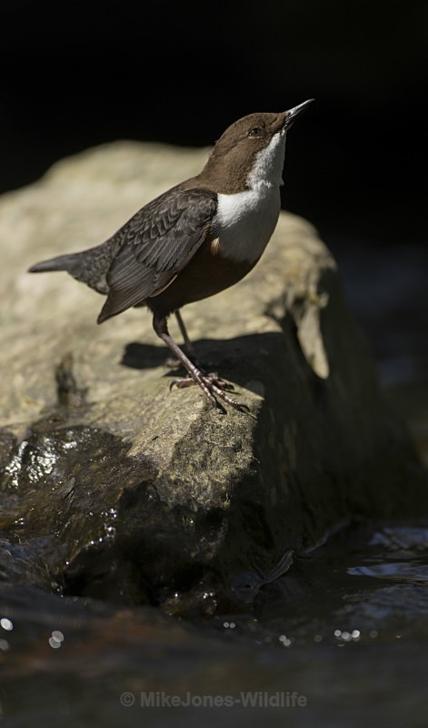 Dippers, North Wales - New Dippers