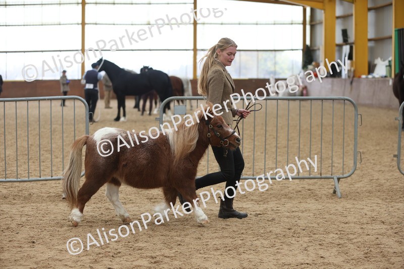 20251109-0368 - Class 14 - Geldings 4 Years and Over