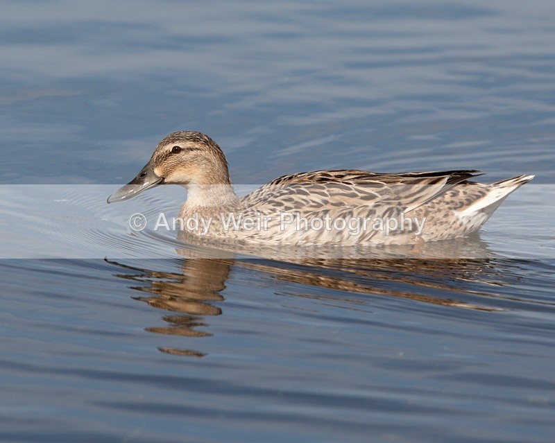 20110410-IMG_1537 - Mallard