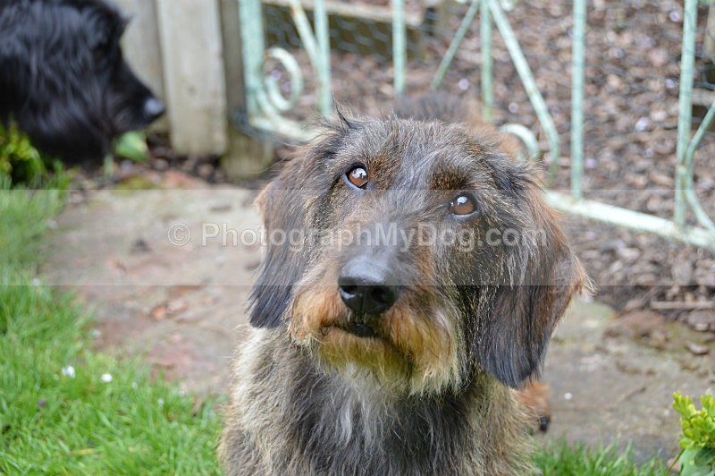  - Dachshunds