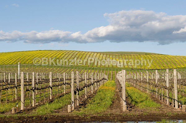 _DSC0055 - Ross/Lynn