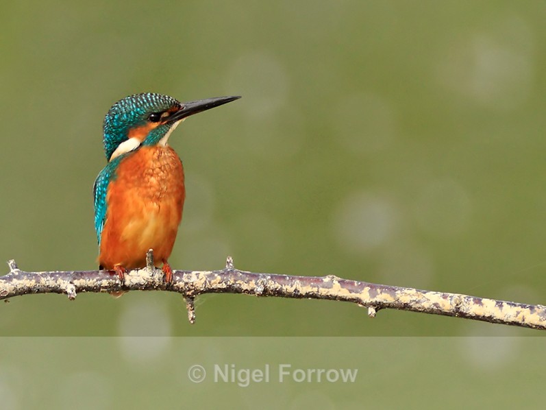 Kingfisher perched on a branch at Otmoor - Kingfisher