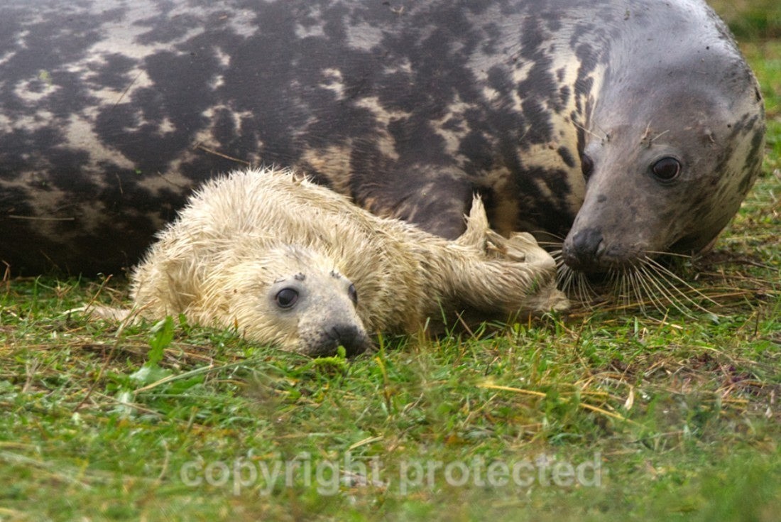 Grey Seal And Her Pup - Lincolnshire - Mammals