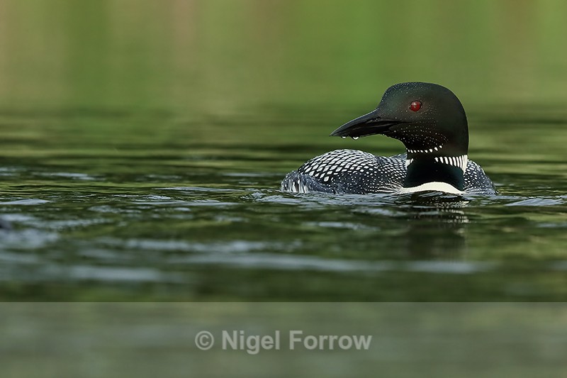 Great Northern Diver, green water, Minnesota, USA - Great Northern Diver
