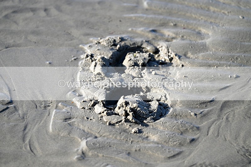 WJ7_2765 - Kellie & Churchill ... do Hayling Island 25-08-24