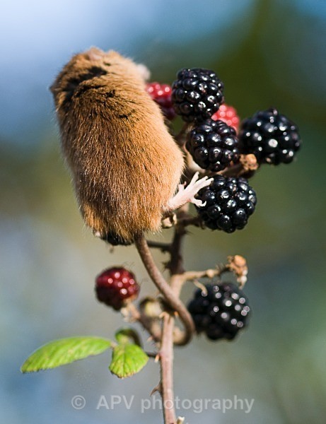 _DSC8363 - Bob's Harvest Mice.