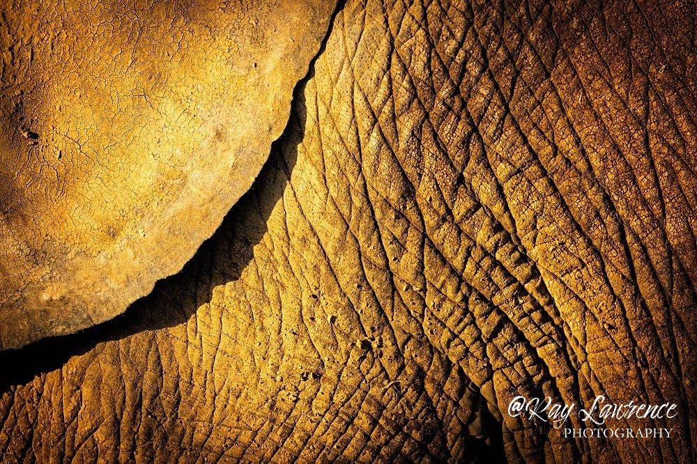 African Elephant -RLP_1609 - Vulnerable and Beyond