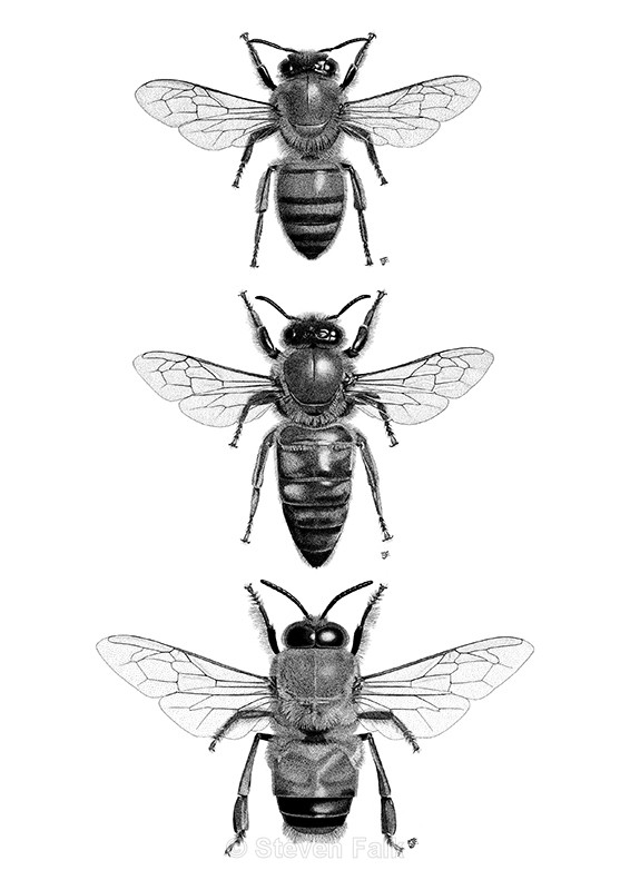 Honeybee Combo - Bees