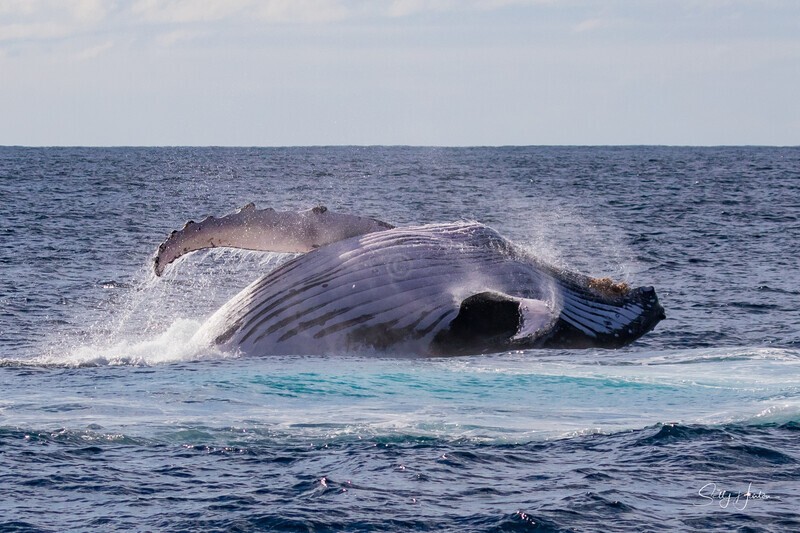 0A3A7389. Sunrise Breach 3 - 2023 Whale Photos