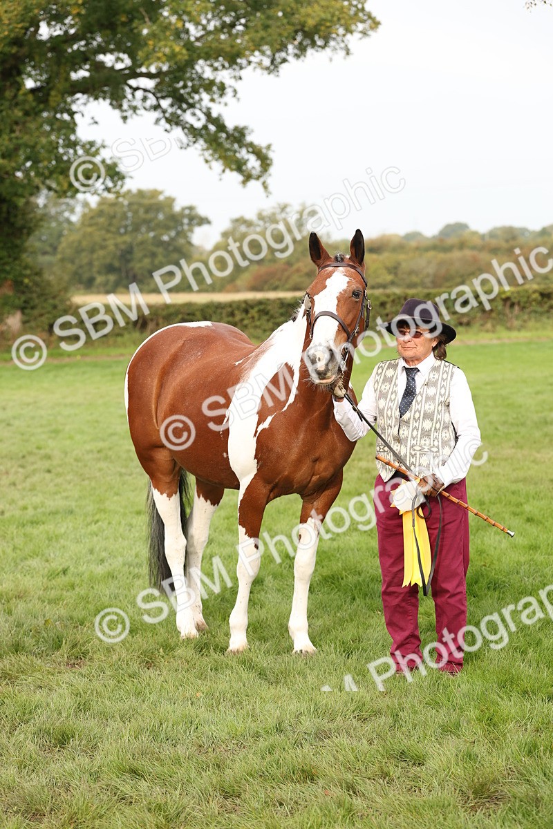 SBM_56823 - S54 - Piebald & Skewbald Horse In Hand