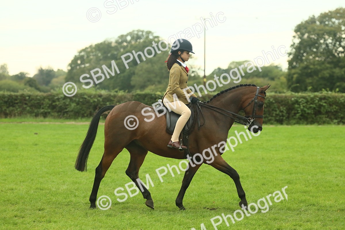 SBM_73927 - S 61 - Show Pony & Show Hunter Pony Ridden