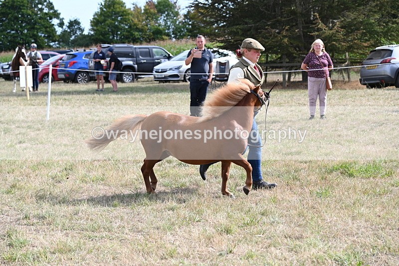 WJ6_6960 - Class 21 Shetland & Mini Horses