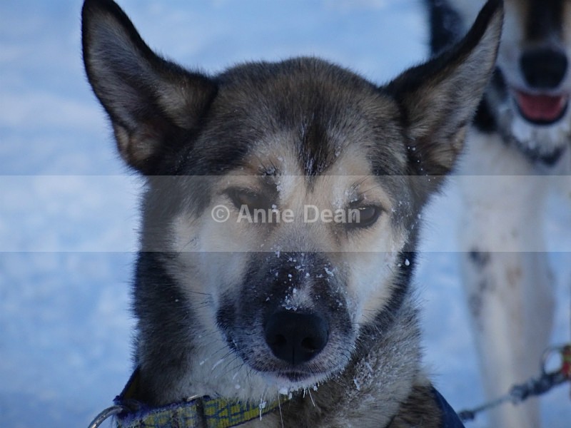 An extremely beautiful husky.... - Abisko, North Sweden