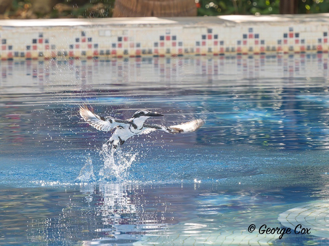 Pied Kingfisher in swimming pool - Gambia 2025