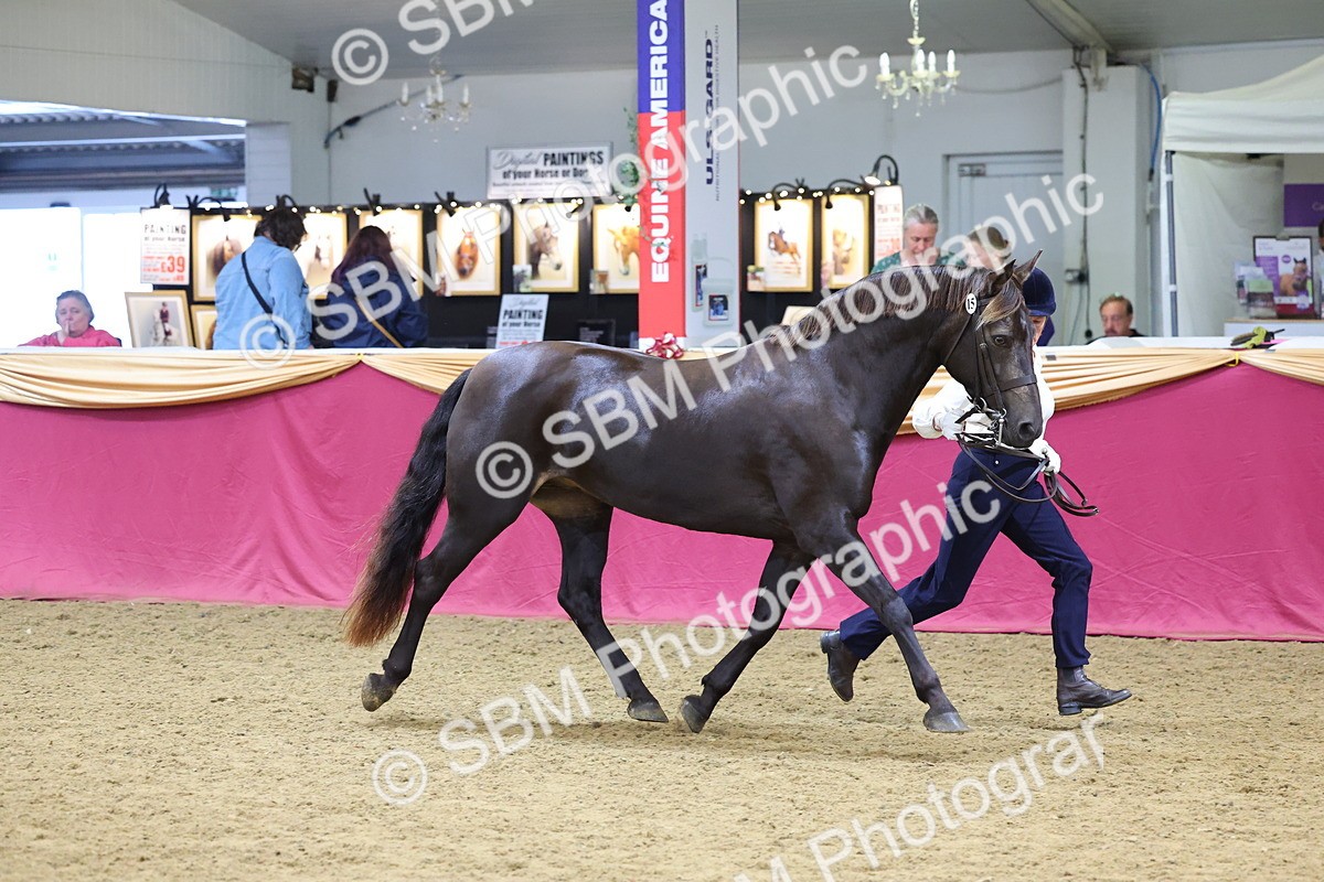 SBM_22802 - Class 903 - Supreme Final - IH Pre Vet