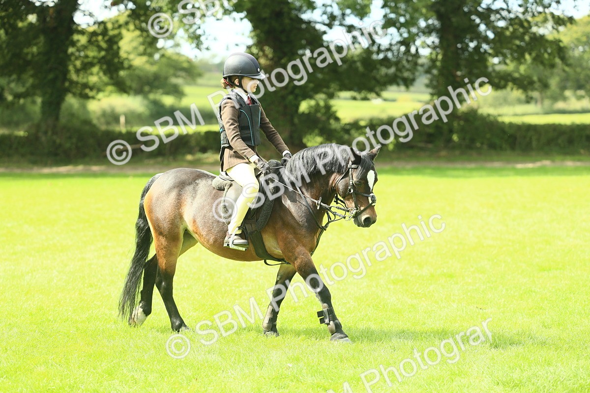 SBM_42742 - S30 - M&M Working hunter Pony