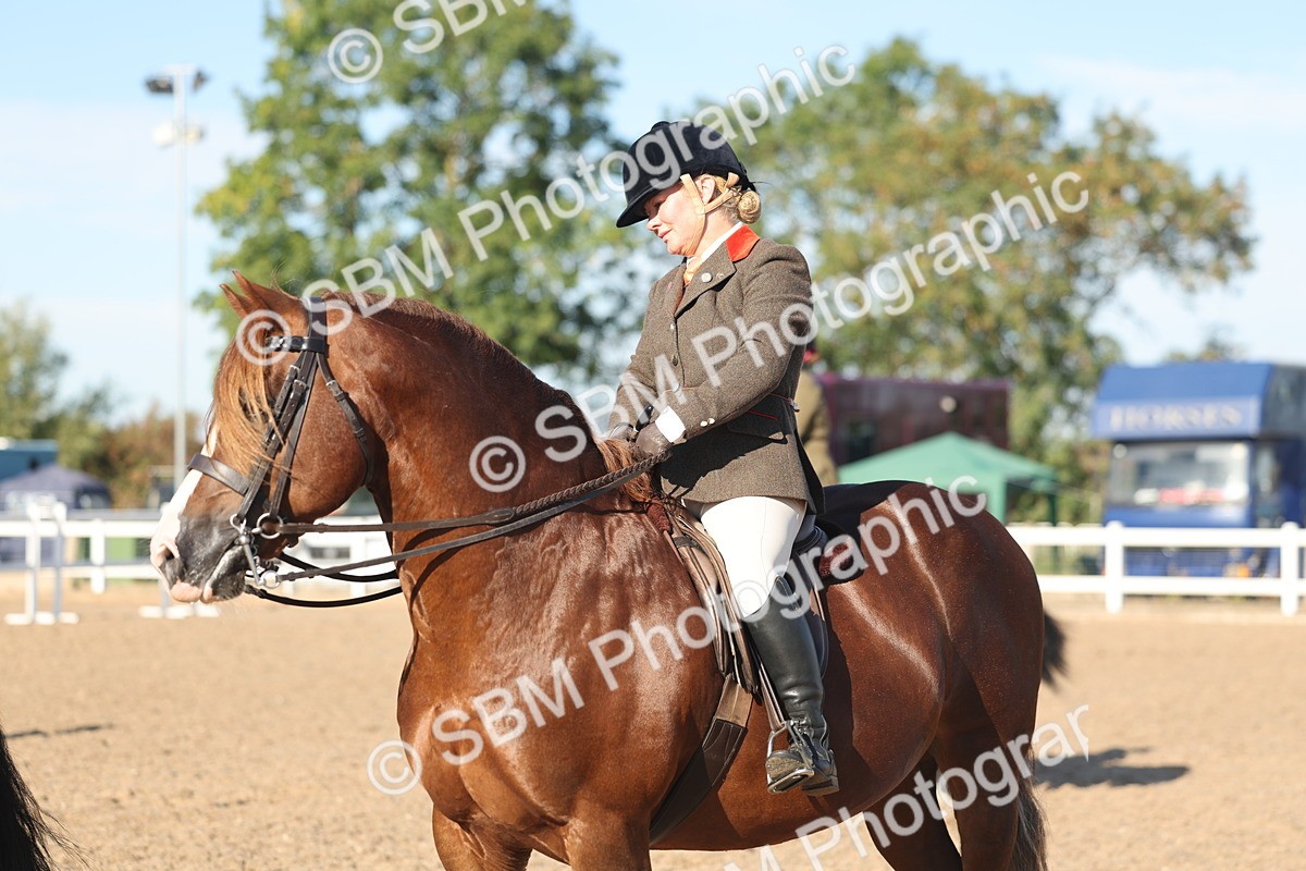 SBM_11097 - Class 302 - Ridden M&M Large Breeds
