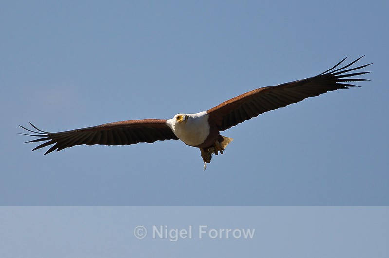 African Fish Eagle carrying a fish - African Fish Eagle