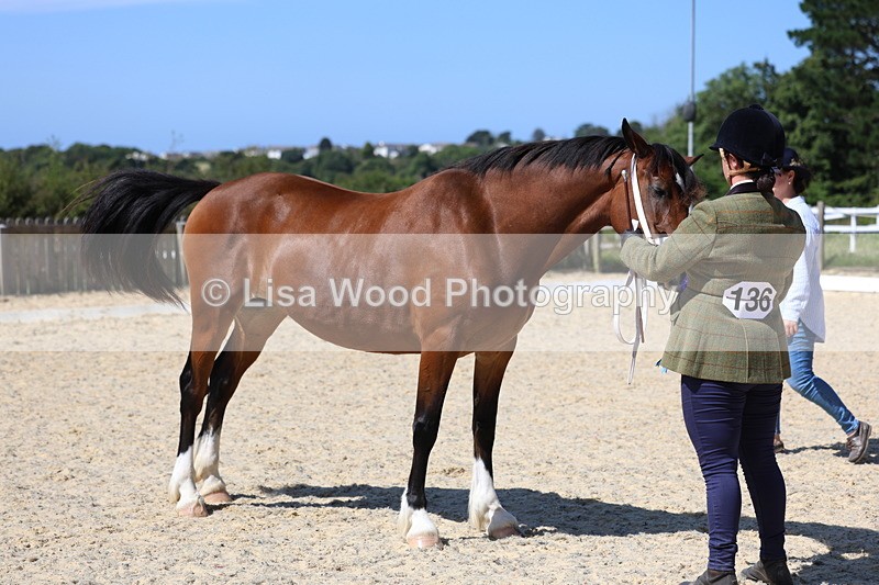 3E7A9898 - In Hand Championship