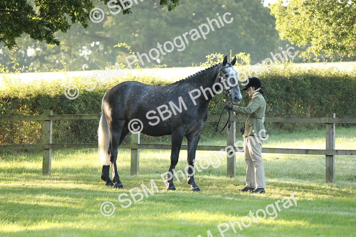 SBM_57911 - S42 - Youngstock