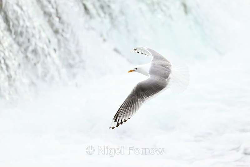 Short-billed Gull in flight, Brooks Falls, Alaska - Short-billed Gull