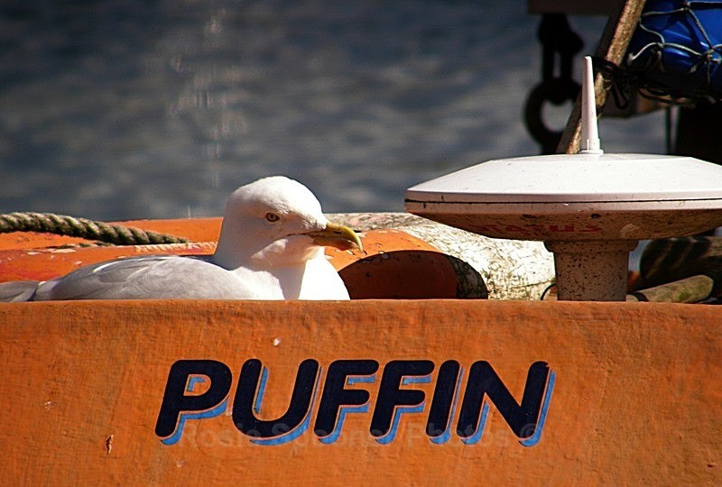 Confused seagull - Wildlife and Nature