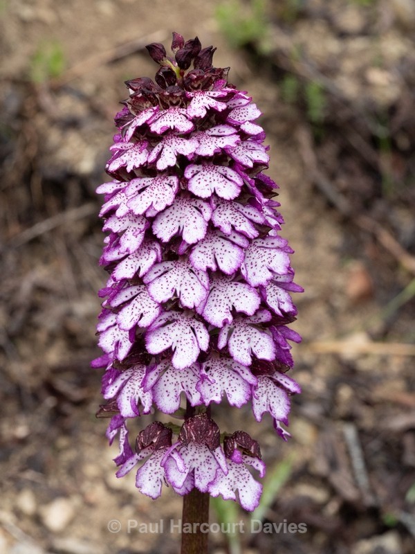 Lady Orchid (Orchis purpurea) - Wild Orchids - 1