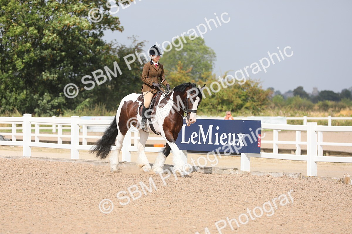 SBM_13340 - Class 308 Ridden Coloured Horse