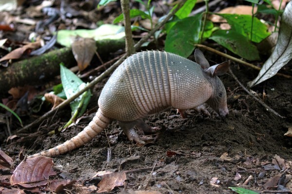  - Mammals