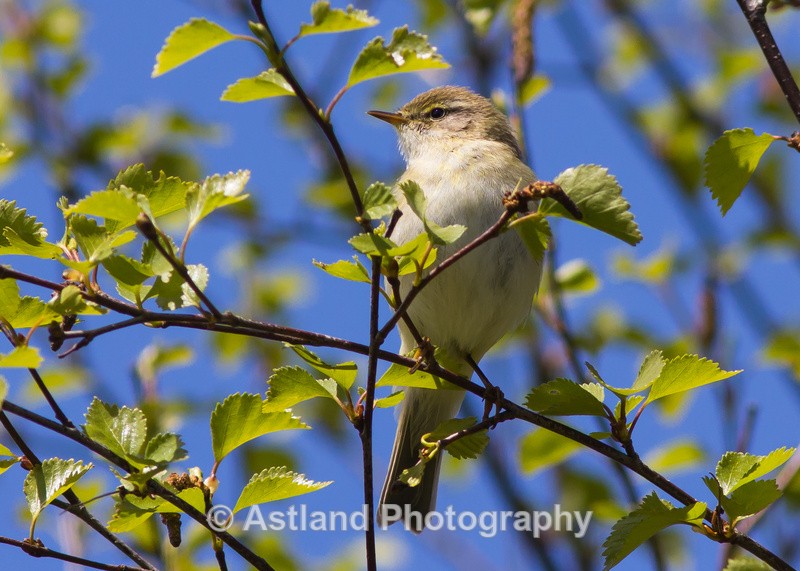 Astland Photography, Bird and Wildlife Images, Susan and Peter Wilson, U.K.