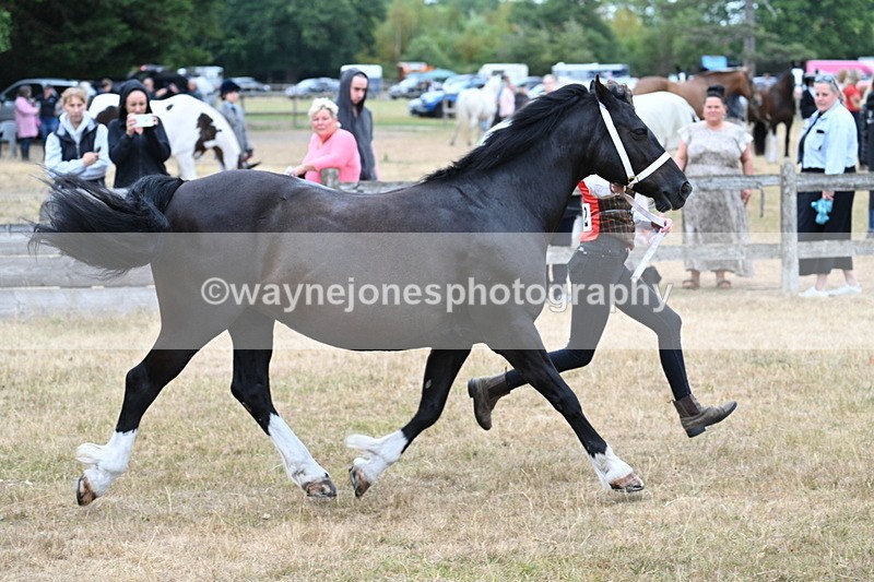 WJ7_8420 - Class 4 Prettiest Mare up to 14.2hh