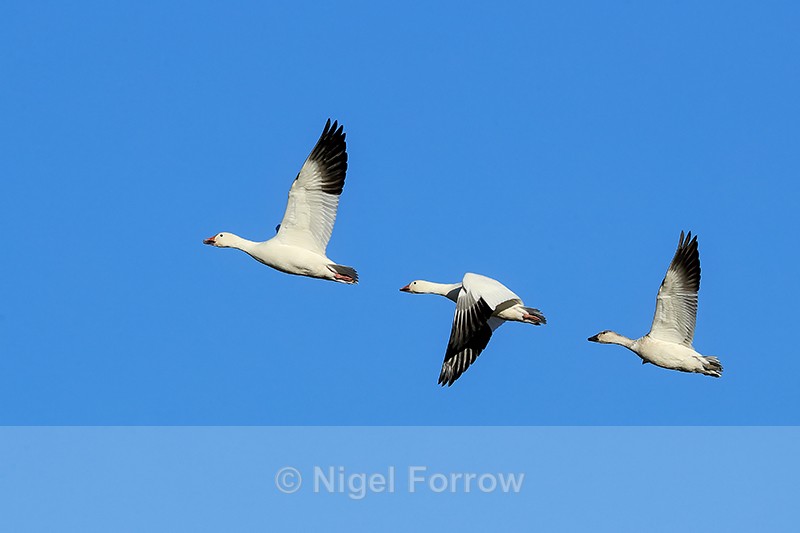 Snow Goose family in flight, Bosque del Apache, New Mexico - Snow Goose