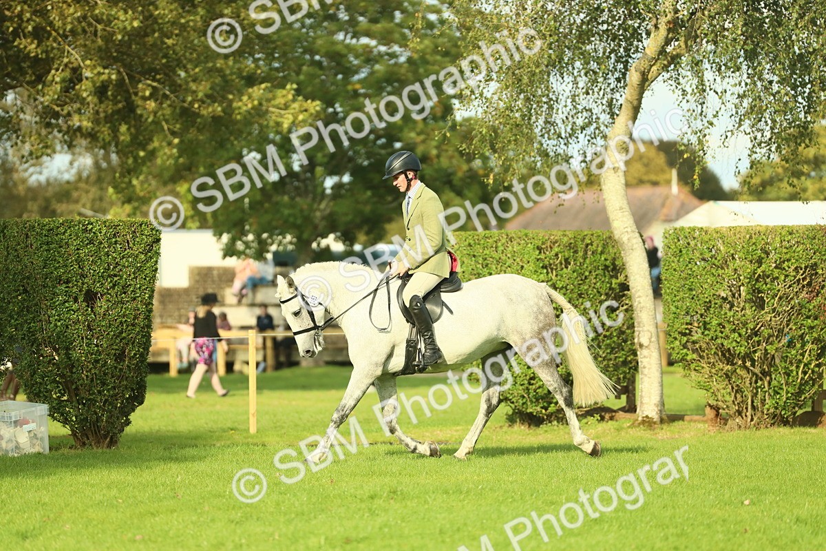 SBM_52114 - S33 - Working Hunter & Working Show Horse