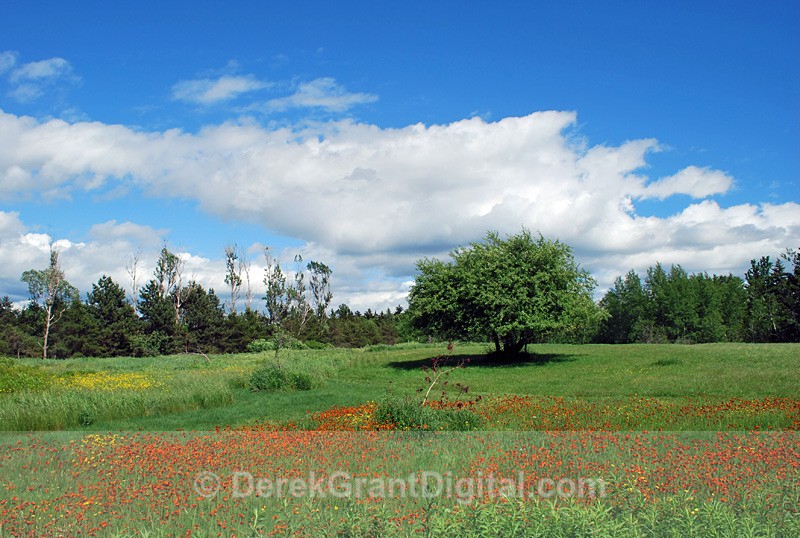 Orange Hawkweed in June - 2 - Flora