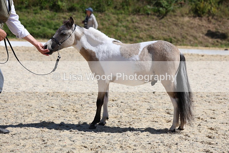3E7A9476 - Class 30: Mnititature Horse