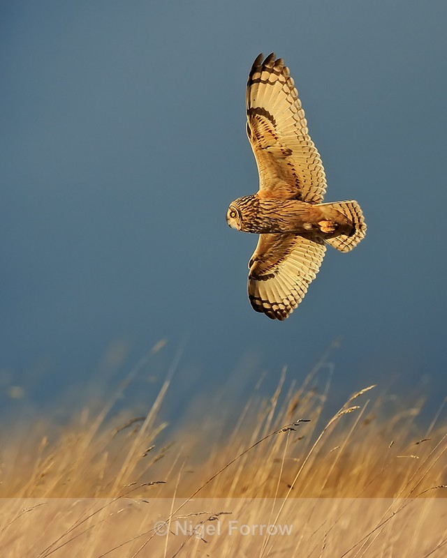 Short-eared Owl in strong sunshine, Hawling, Gloucestershire - Short-eared Owl